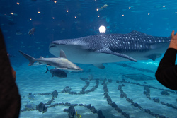 Conference photo gallery image showcasing conference highlights